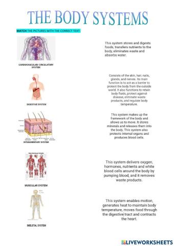 The Human Body Systems - Matching exercise