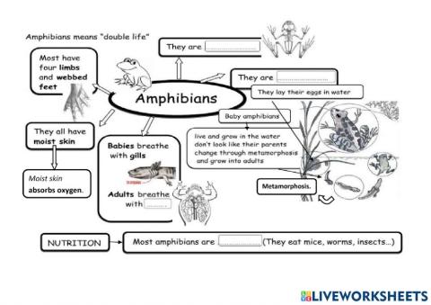 Amphibians Characteristics