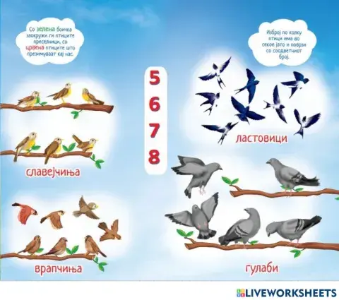 Колку птици има? (Во соработка со Росица)