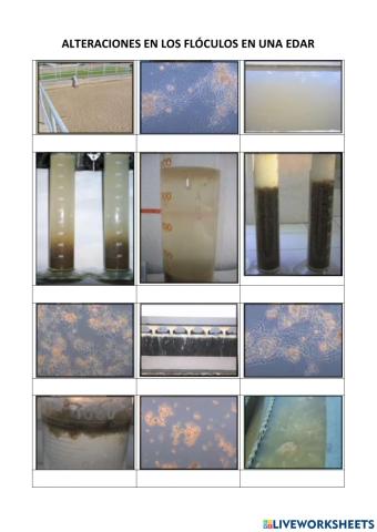 Alteraciones en los flóculos de una EDAR