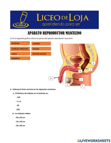 Aparato reproductor masculino