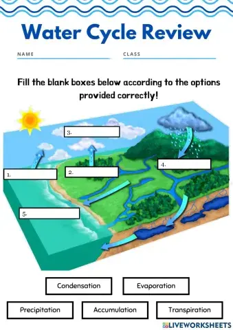 Water Cycle Review