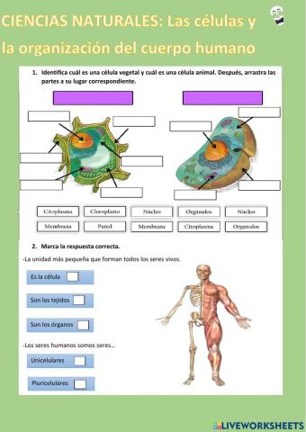 Las células  y organización del cuerpo humano