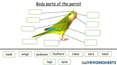 Physical features of parrot