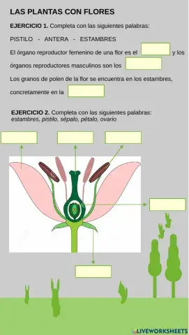 Las plantas con flores