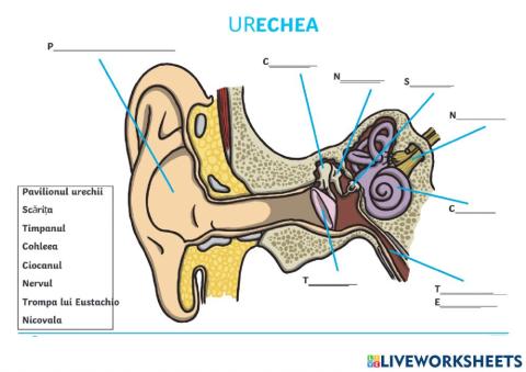 Urechea