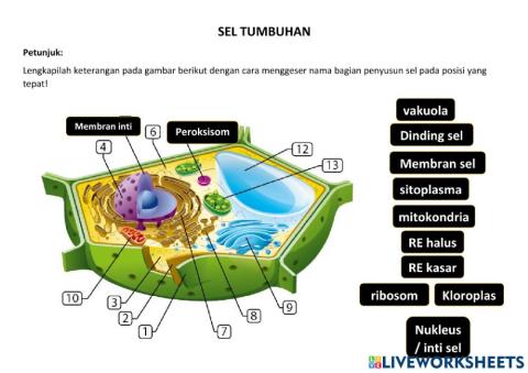 Struktur sel hewan dan tumbuhan
