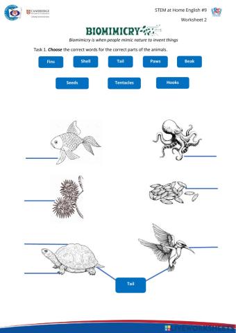 STEM Biomimicry -9 FINAL