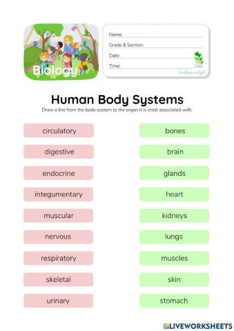 Human Body Systems - HuntersWoodsPH.com Worksheet