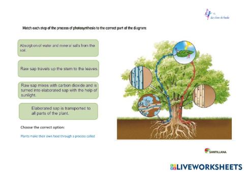 Photosynthesis