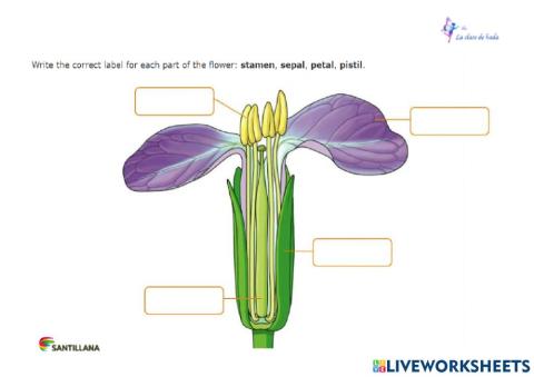 Partes de la flor