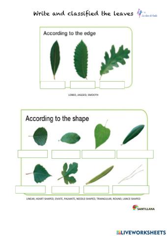 Clasificación de las hojas