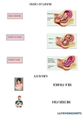 Labour and lactation