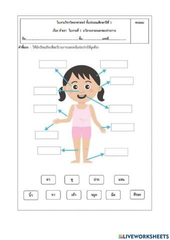 อวัยวะภายนอกร่างกาย
