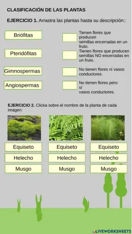 Clasificación de las plantas