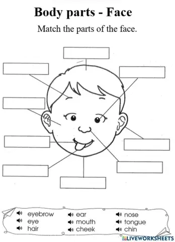 Body parts - Face