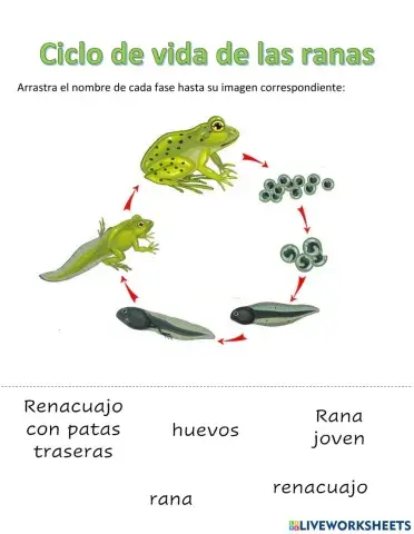 El ciclo de vida de la rana