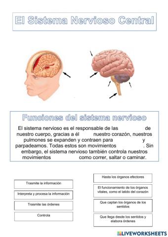 El Sistema Nervioso Central