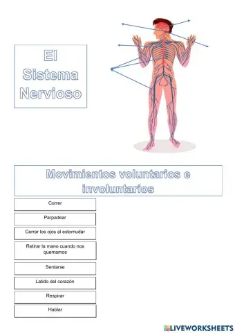 El Sistema Nervioso