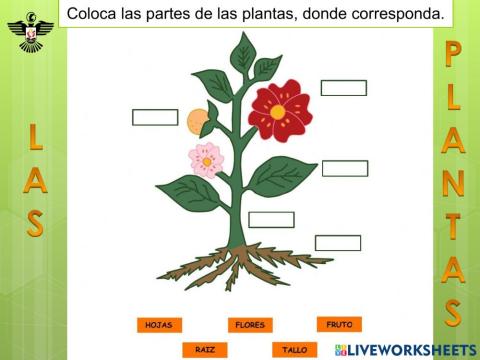 Partes de las Plantas.