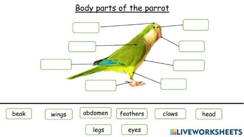 Physical features of a parrot