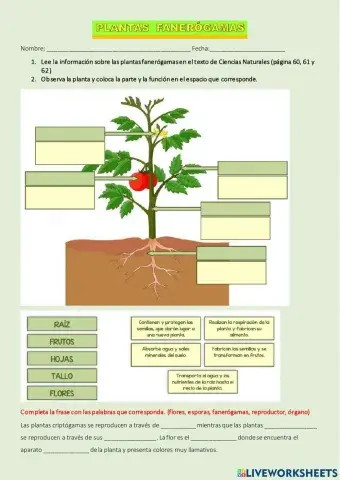 Plantas fanerógamas