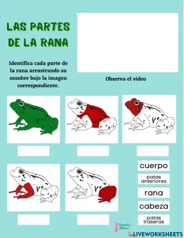 Partes de la rana