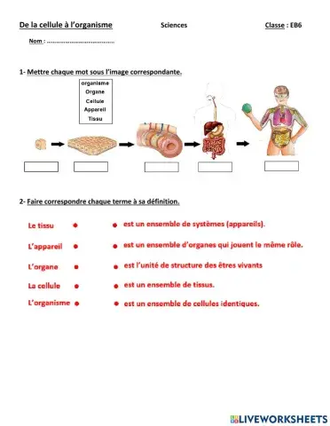 De la cellule à l'organisme