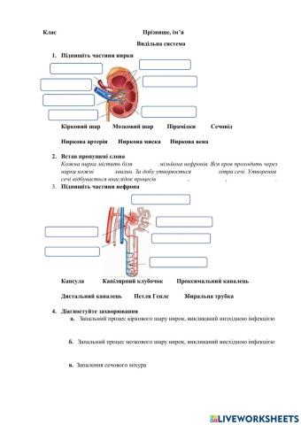 Сечовидільна система