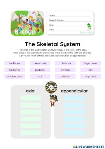 Skeletal System - HunterWoodsPH.com Worksheet