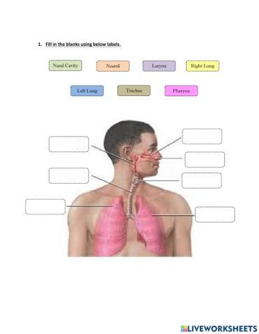 Human Respiratory System