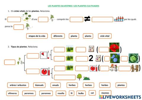 PLANTES SILVESTRES I CULTIVADES. El cicle vital de les plantes i tipus de plantes.