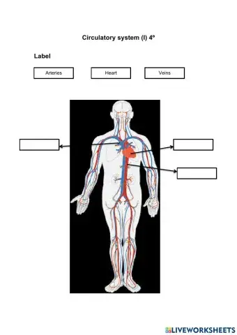 Circulatory system I 4º