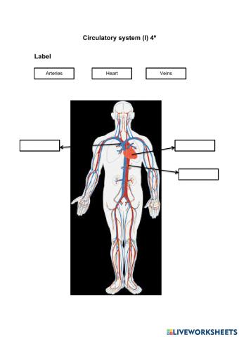 Circulatory system I 4º