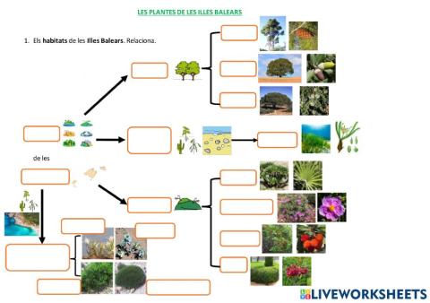 LES PLANTES DE LES ILLES BALEARS. Els hàbitats de les Illes Balears