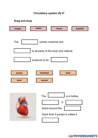 Circulatory system II 4º