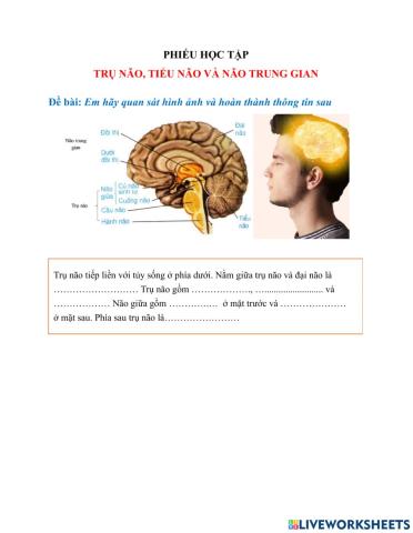Trụ não, tiểu não và não trung gian