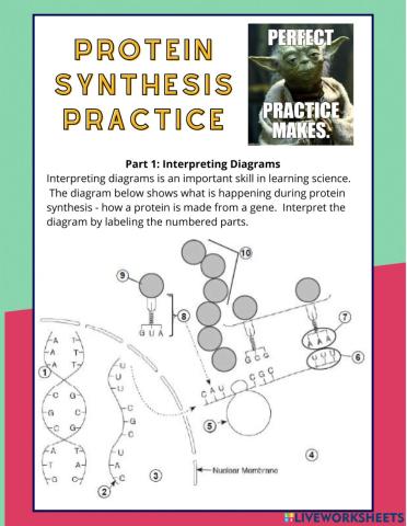 Protein Synthesis Practice