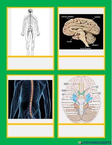 Estructura del sistema nervioso