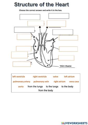 Structure of the heart