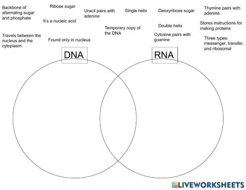 DNA RNA Venn Diagram