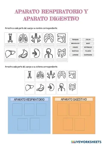 Aparato respiratorio y digestivo