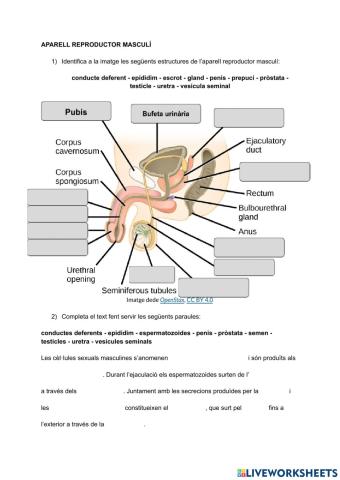 Aparell reproductor masculí