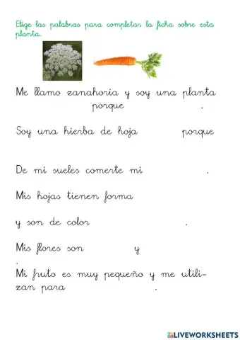 Descripción de una planta. La zanahoria