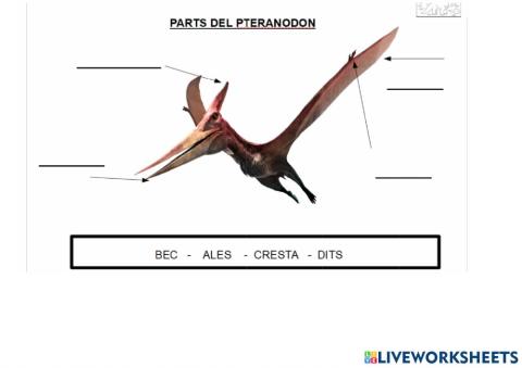 Parts del pteranodon