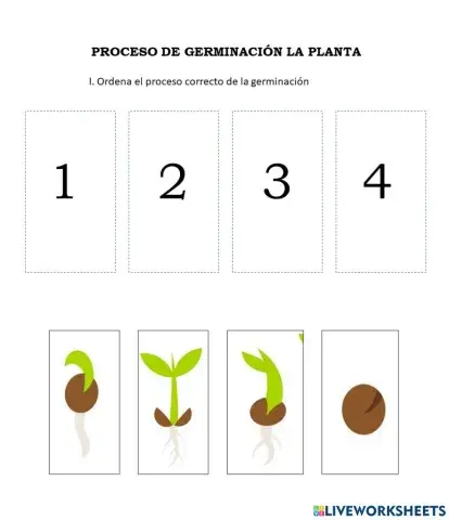 Proceso de Germinación: Ficha interactiva: aula de 5 años