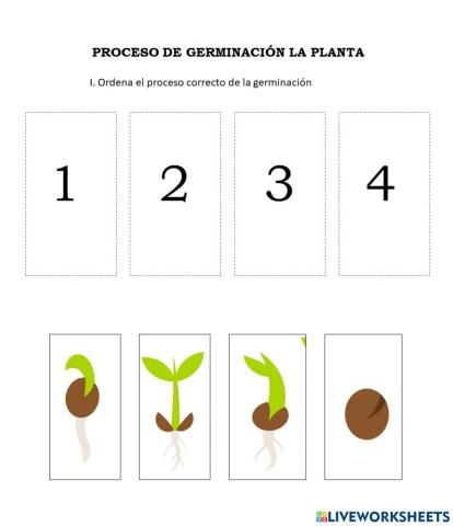 Proceso de Germinación: Ficha interactiva: aula de 5 años