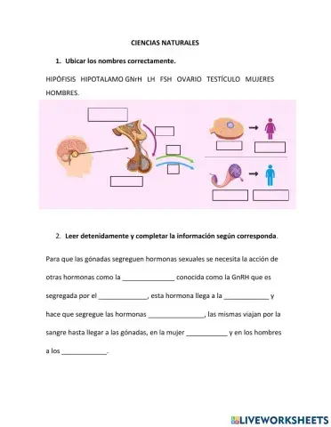 Hormonas en el cuerpo