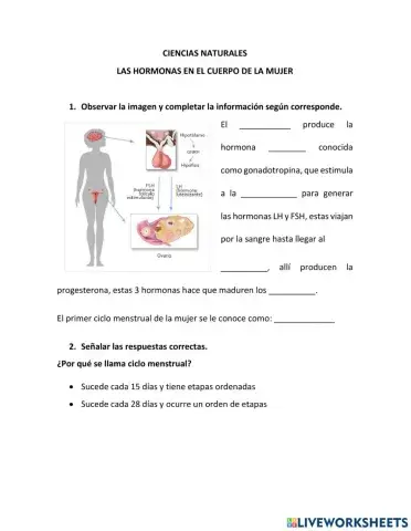 Hormonas en el cuerpo de la mujer