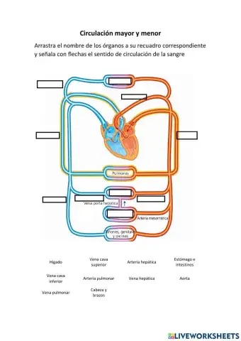 Circulación mayor y menor